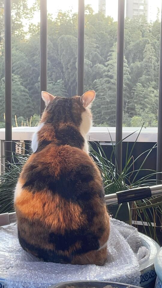 小猫咪在想什么呢