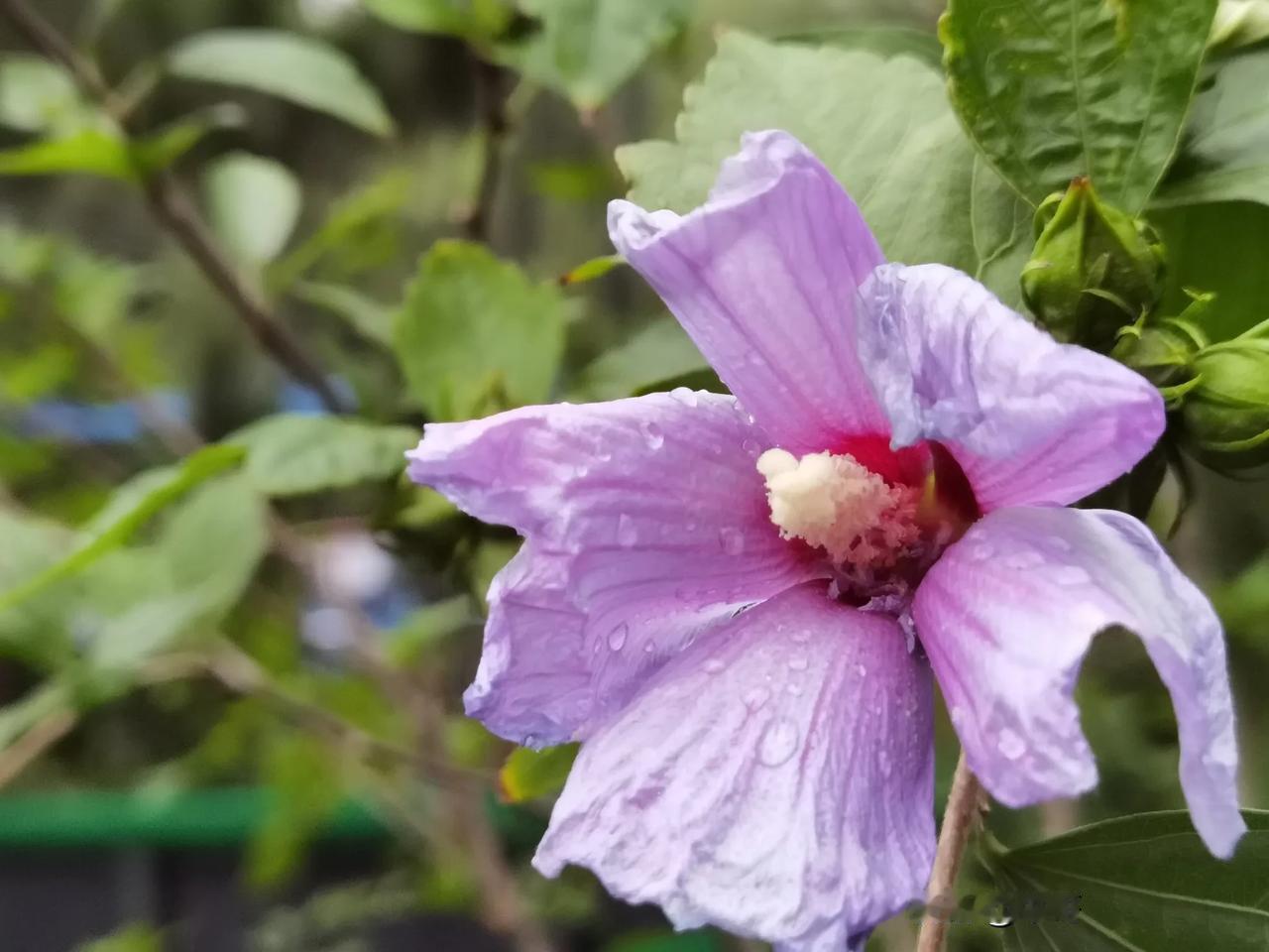 看着集合竞价挂5.18，成交价5.50，就五百股，涨上天也赚不了几个钱儿，太少了