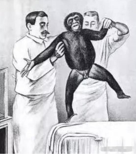 他执着于把猴睾丸移植到男性体内！1920年，一位74岁的老人自愿接受了实验，奇迹