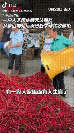 泪目了。重庆，一户人家家中亲人重病住院，可家里的辣椒却到了采收时间，本以为这一年