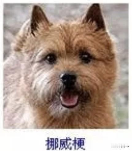 菩萨蛮21·挪威梗
       金茸轻裹春茵俏，竖耳凝眸灵智绕。舌卷野风轻，肢