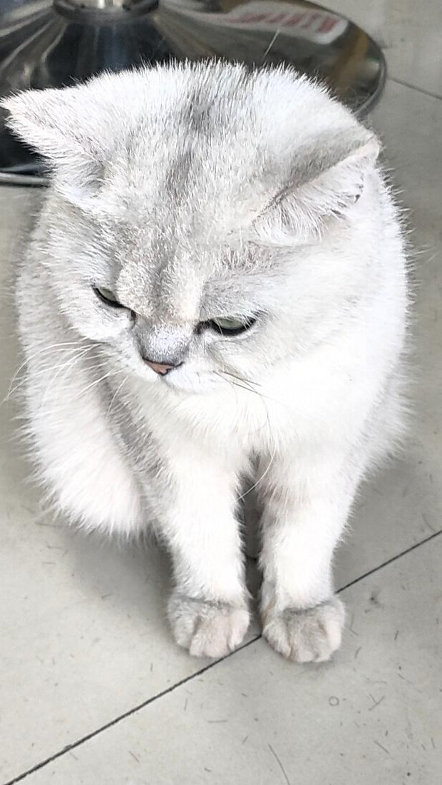 真闹心！
铲屎官的噩梦。
我家猫咪白天呼呼大睡，一到晚上，就开始撒欢跑酷。
大半