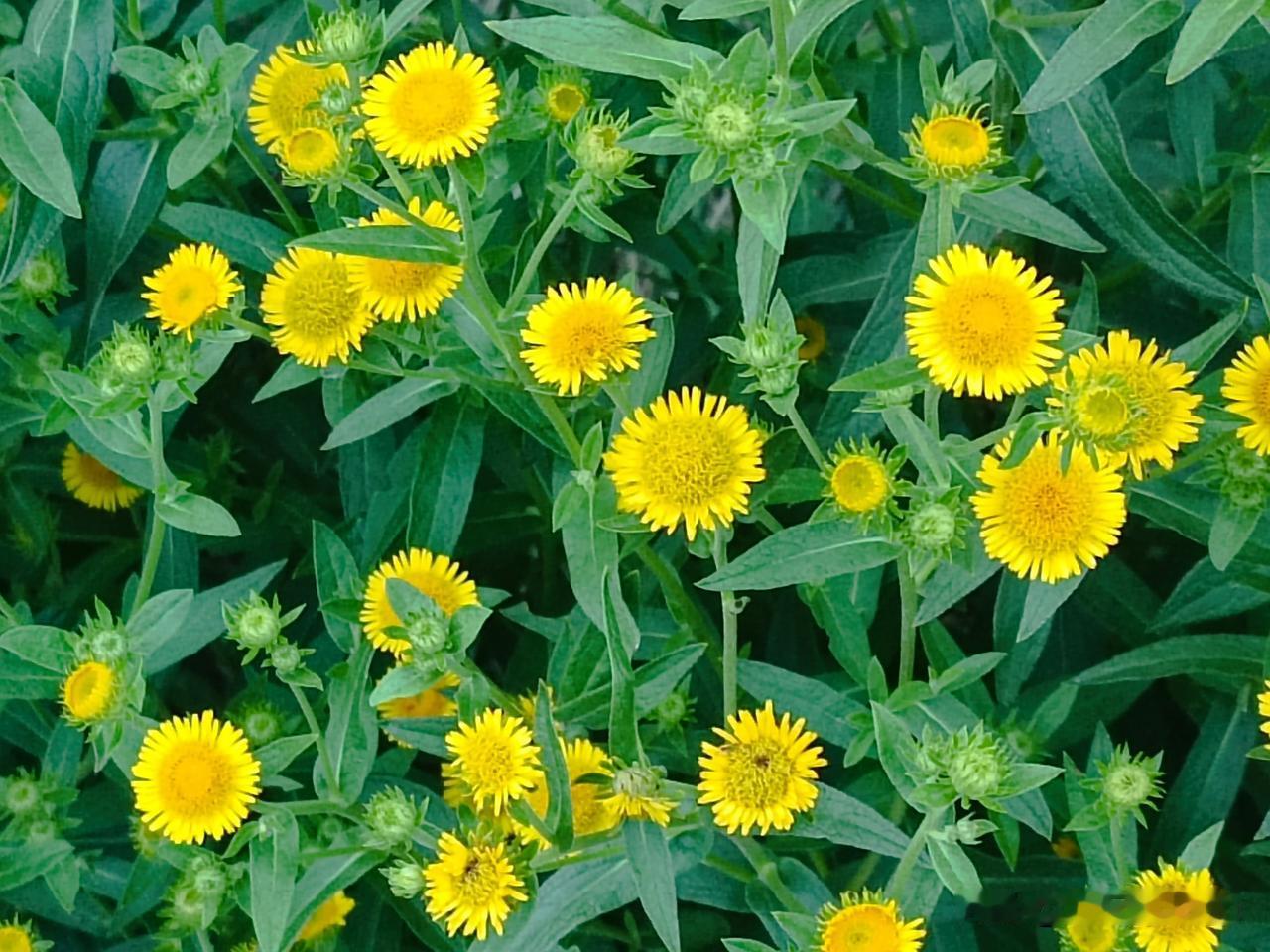 精致可爱的路边花
——旋覆花

※旋覆花是菊科旋覆花属的多年生草本植物，也是常见