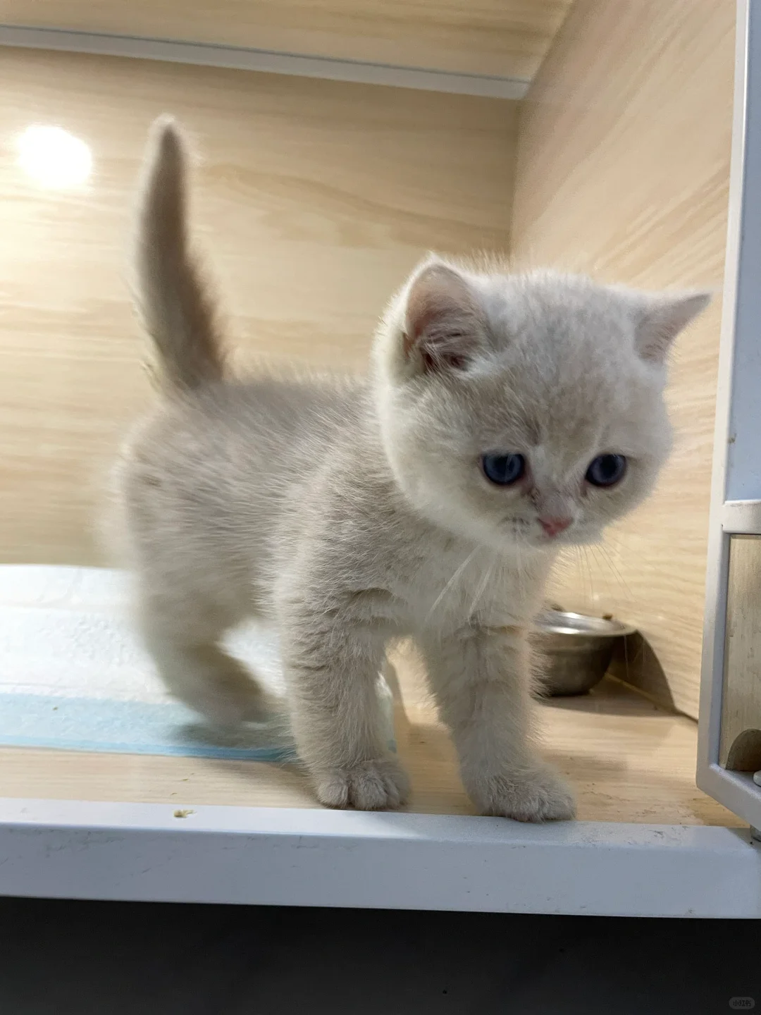 🇭🇰HK買貓💛紫金BB 搵家長～