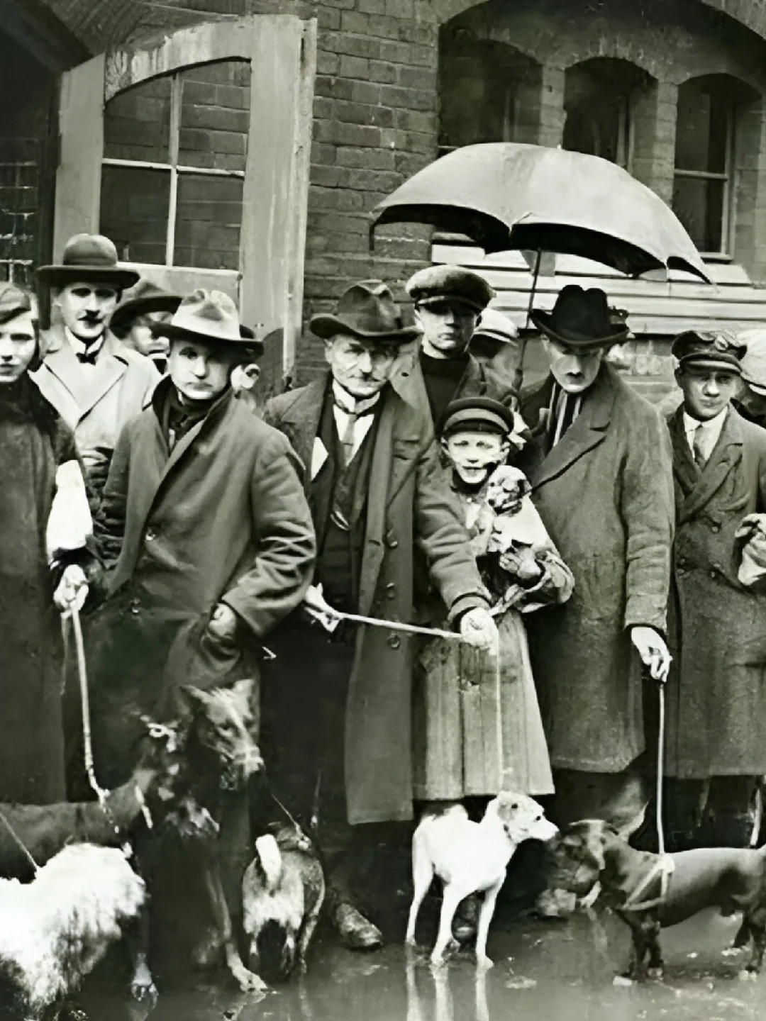 大萧条时期，德国交不起狗税的人，排队将狗狗送去人道毁灭。 德国现在养狗...