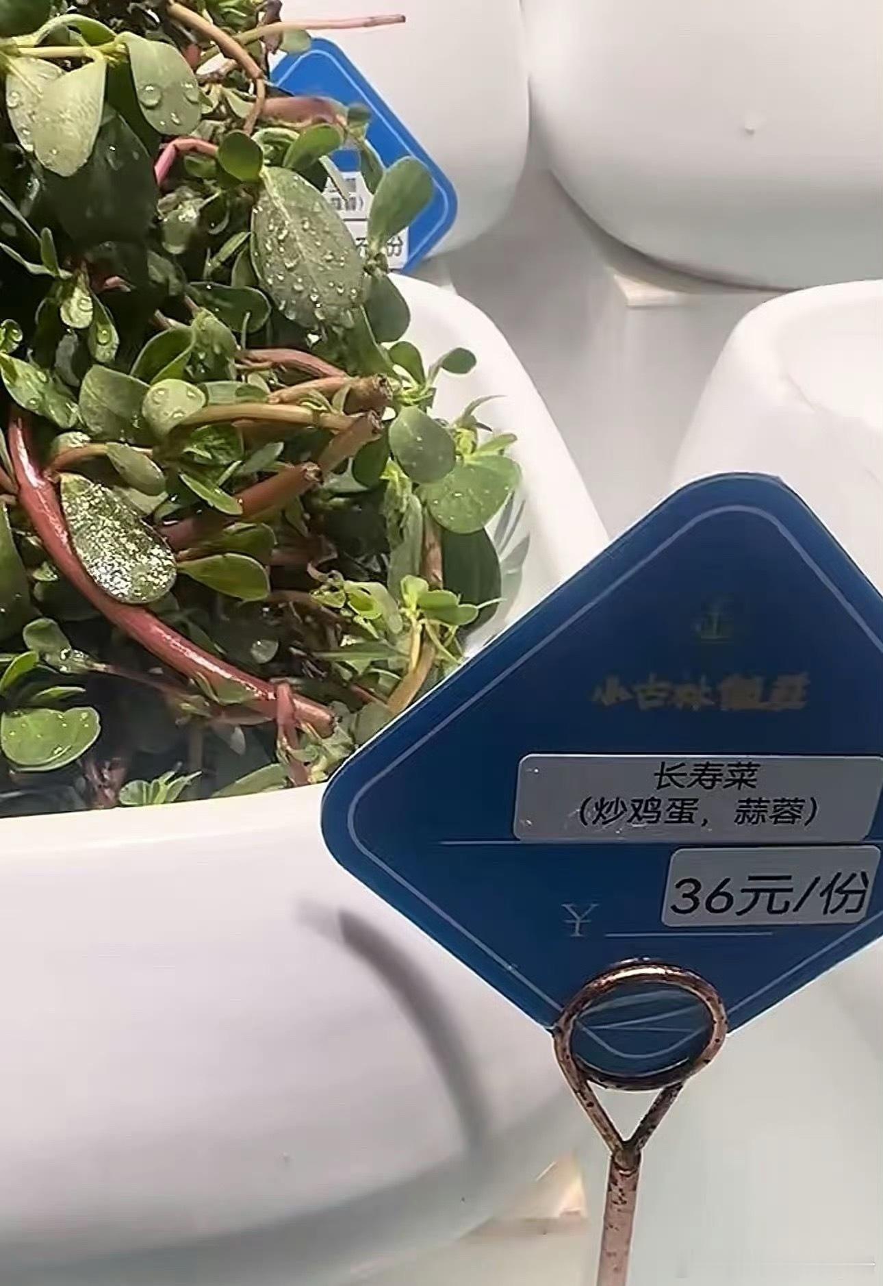 这不妥妥的商机，马齿苋卖给有钱人[哈哈][哈哈] ​​​