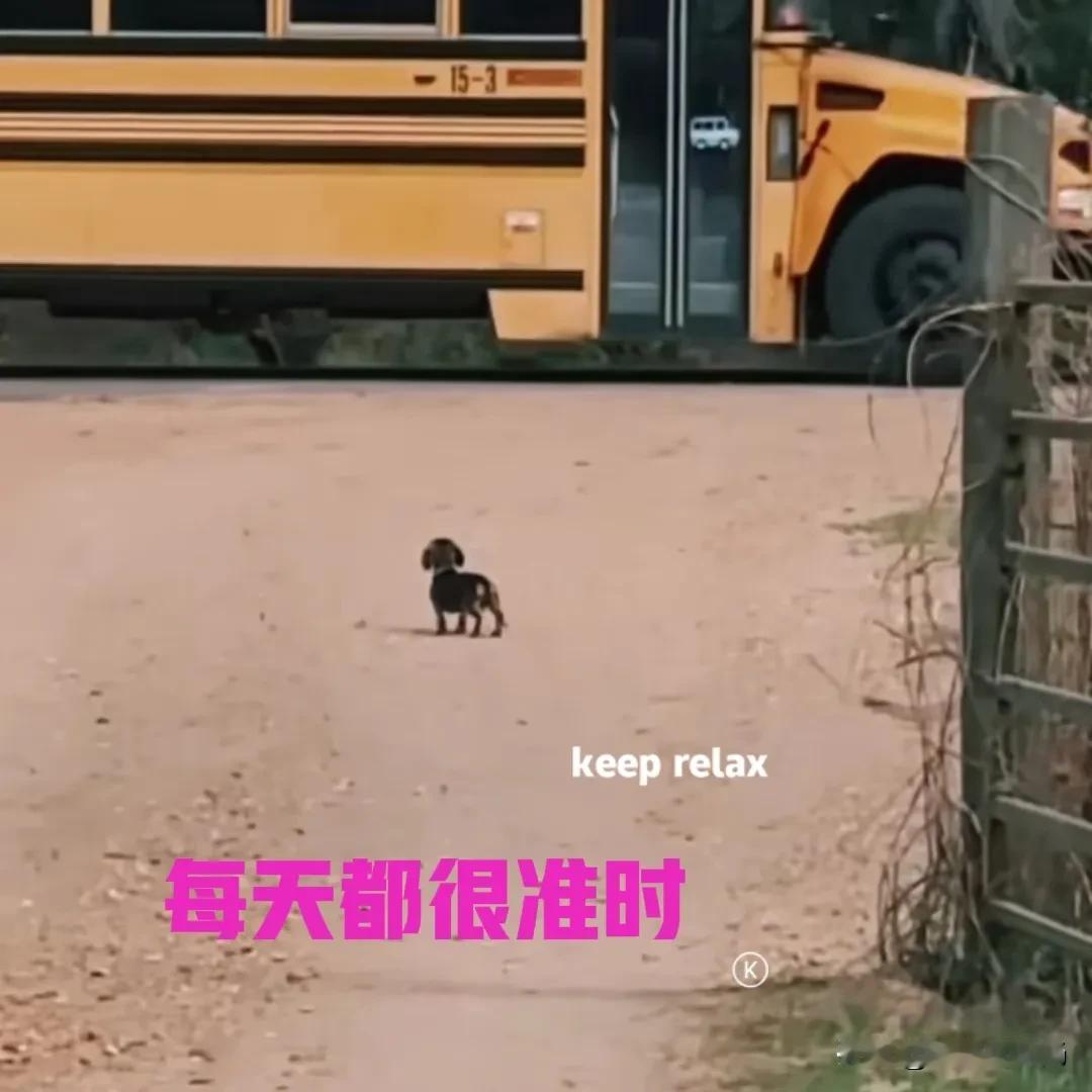 这只小狗真的太暖心了……

小狗每天准时守在路边，等着小主人放学回家，就像上了闹