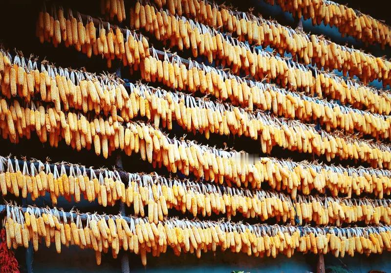 秋天真是个收获满满的季节！在商洛市丹凤县，核桃、板栗和柿子都迎来丰收。学生朱含跃