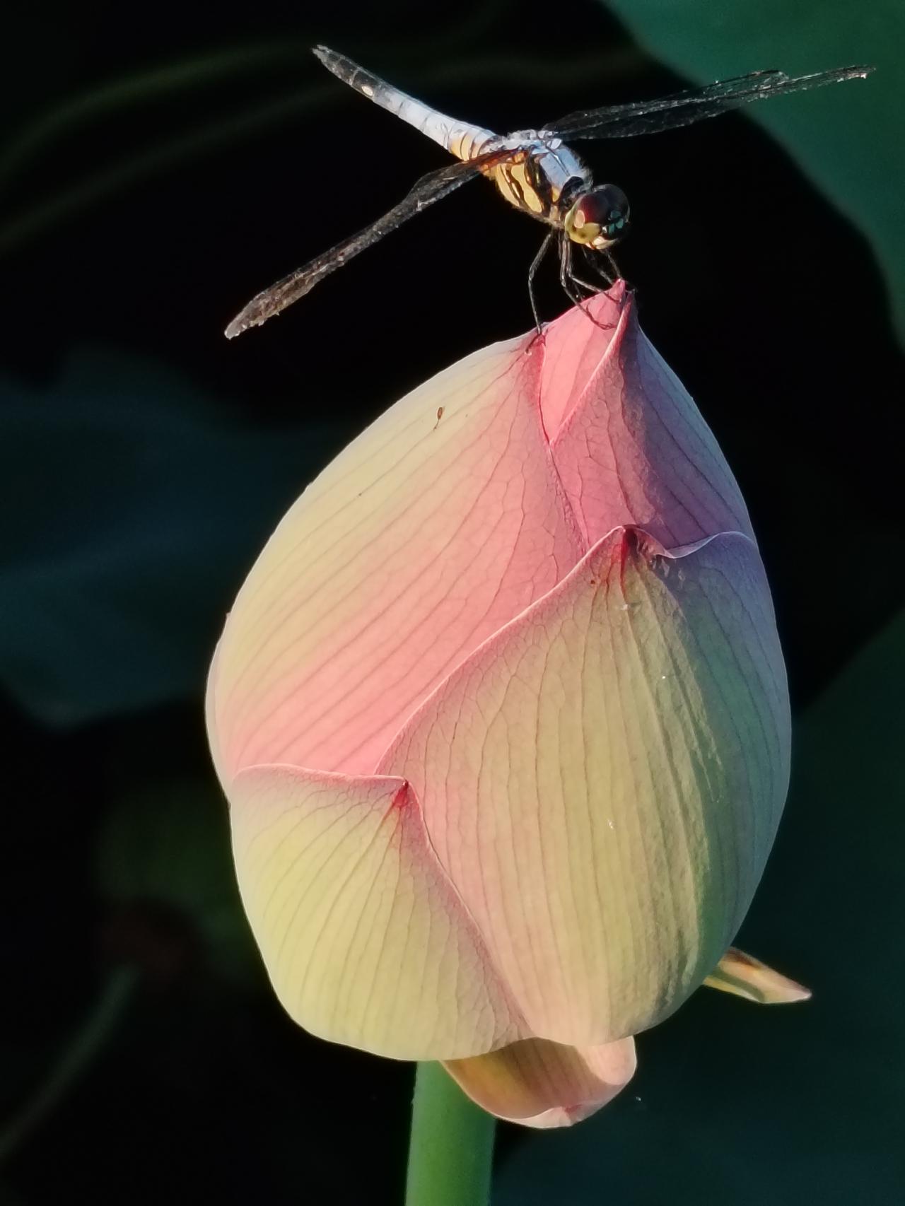 城固县北郊外莲花池村：菡萏