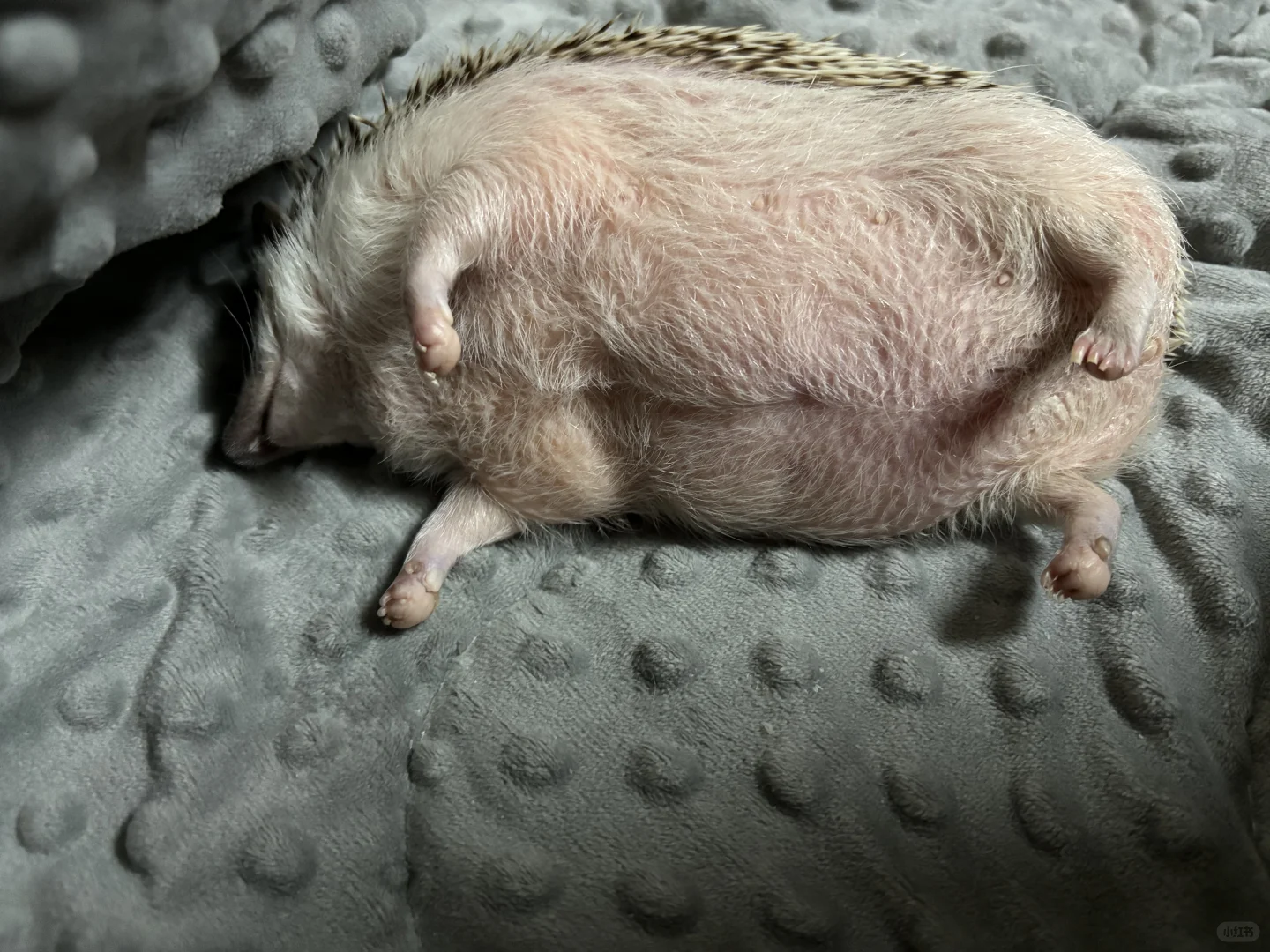 六块腹肌，我淑芬说有就有(⁎⁍̴̛ᴗ⁍̴̛⁎)