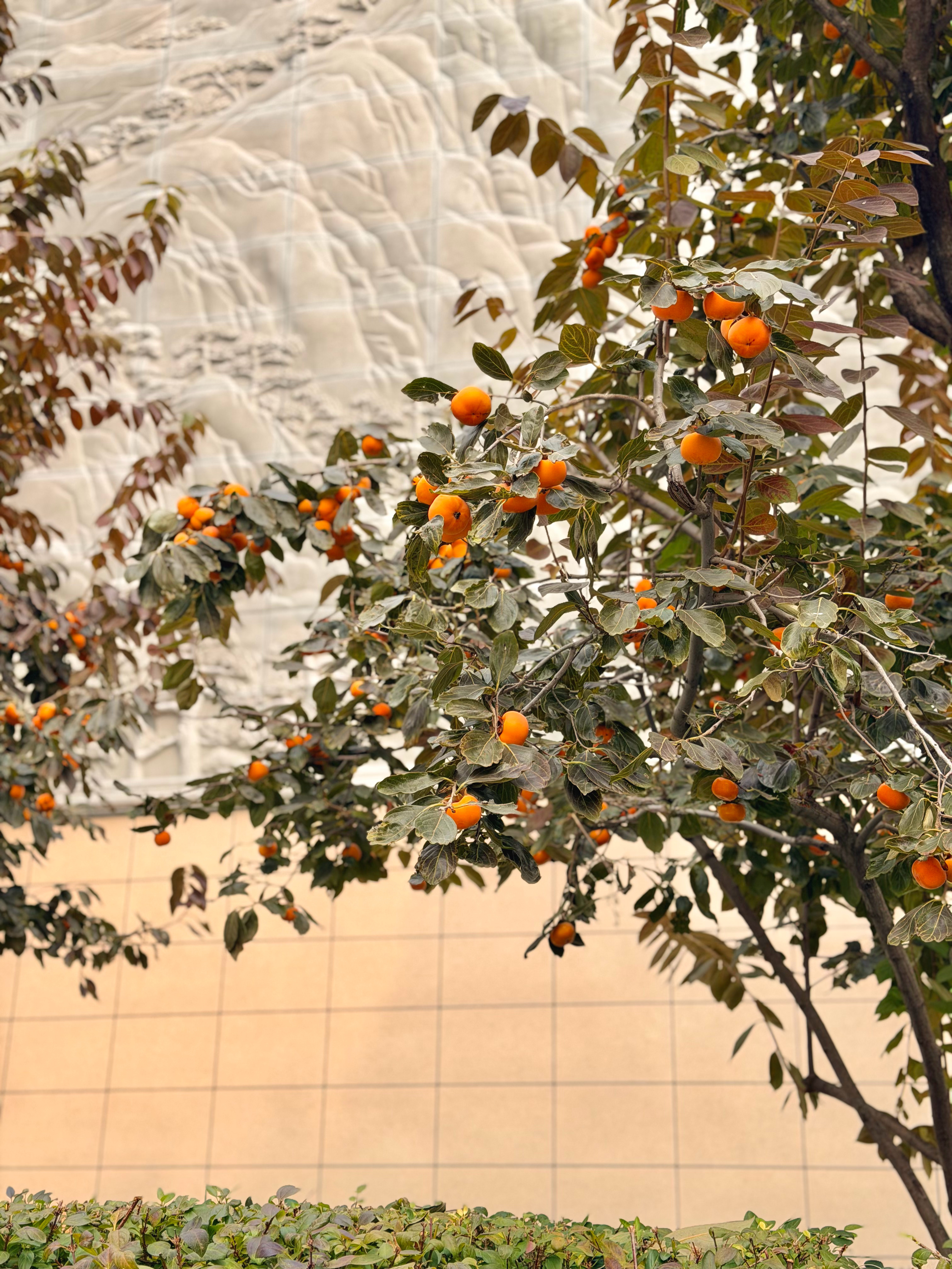 你啥时候熟呀？让我捡俩 ​​​