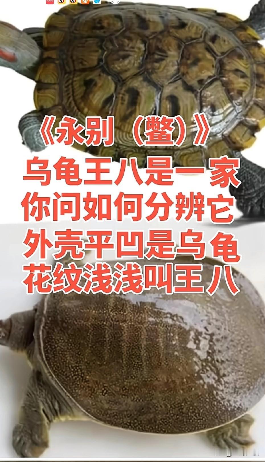 外壳平凹是乌龟🐢
花纹浅浅是王八[赞]  ！妙妙妙。