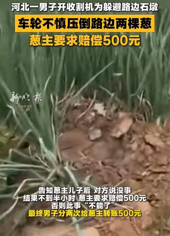 河北邯郸，男子开收割机压到路边的 2 棵葱。葱主人的儿子当场表示没关系，让男子先