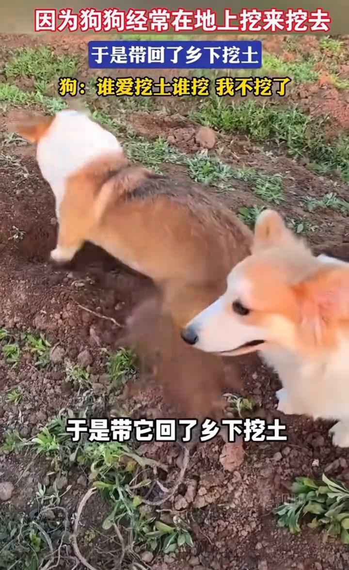 因为狗狗经常在地上挖来挖去，于是带回了乡下挖土。狗：谁爱挖土谁挖，我不挖了。
由