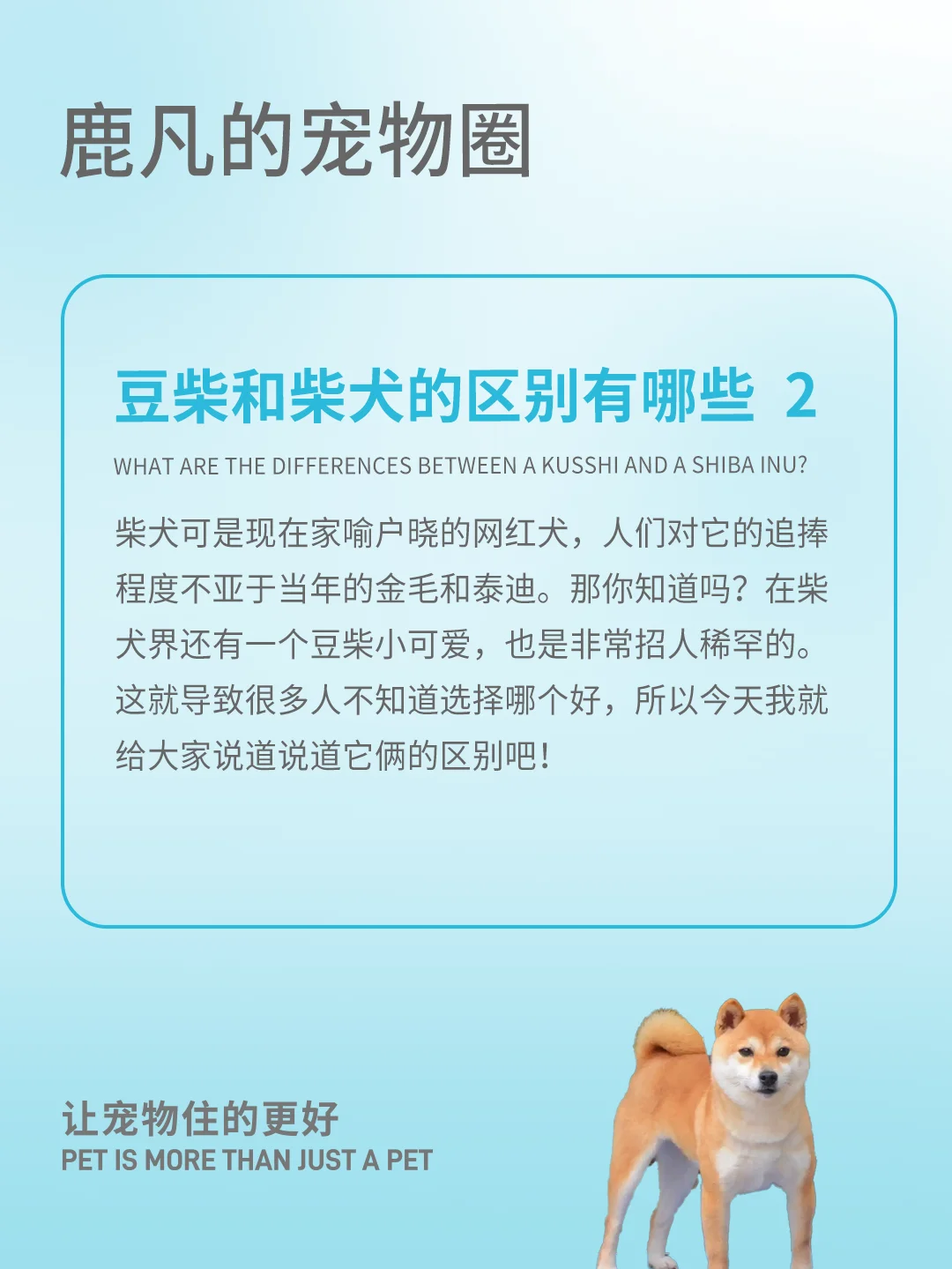 豆柴和柴犬的区别有哪些二