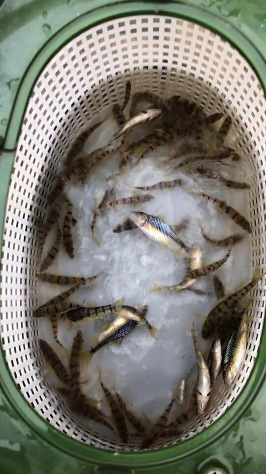 这鱼钓🎣的我自己都嫌弃😂谁要钓谁钓去 钓溪流小鱼溪石斑