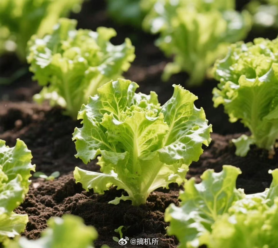 生菜是最伟大的蔬菜我最爱吃生菜叶了，尤其是洗干净后直接生吃，那股脆嫩爽口的感觉特