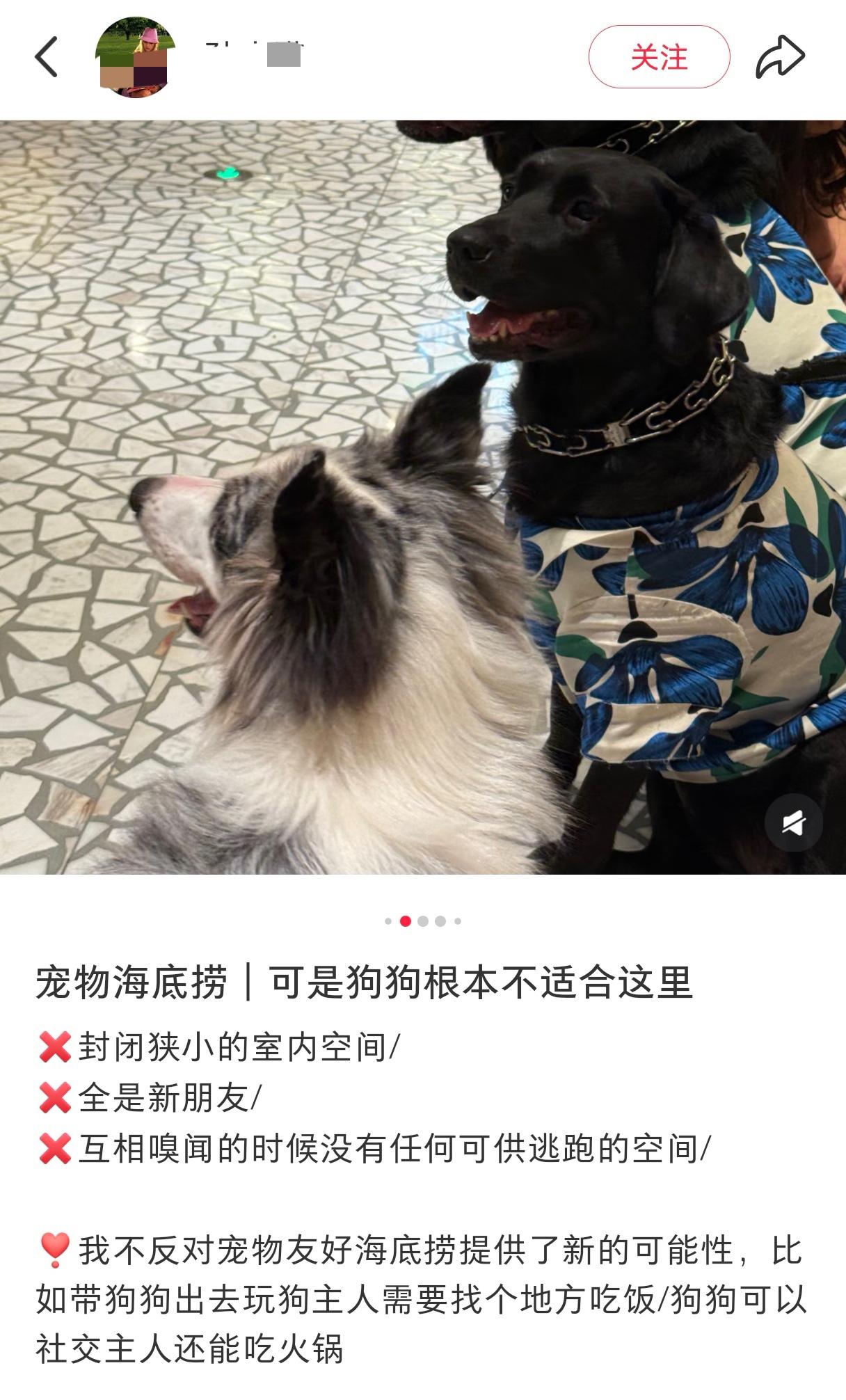 深圳全国第一家宠物友好海底捞火锅，迎来了第一波差评，恰恰来自带狗去吃饭的顾客，原