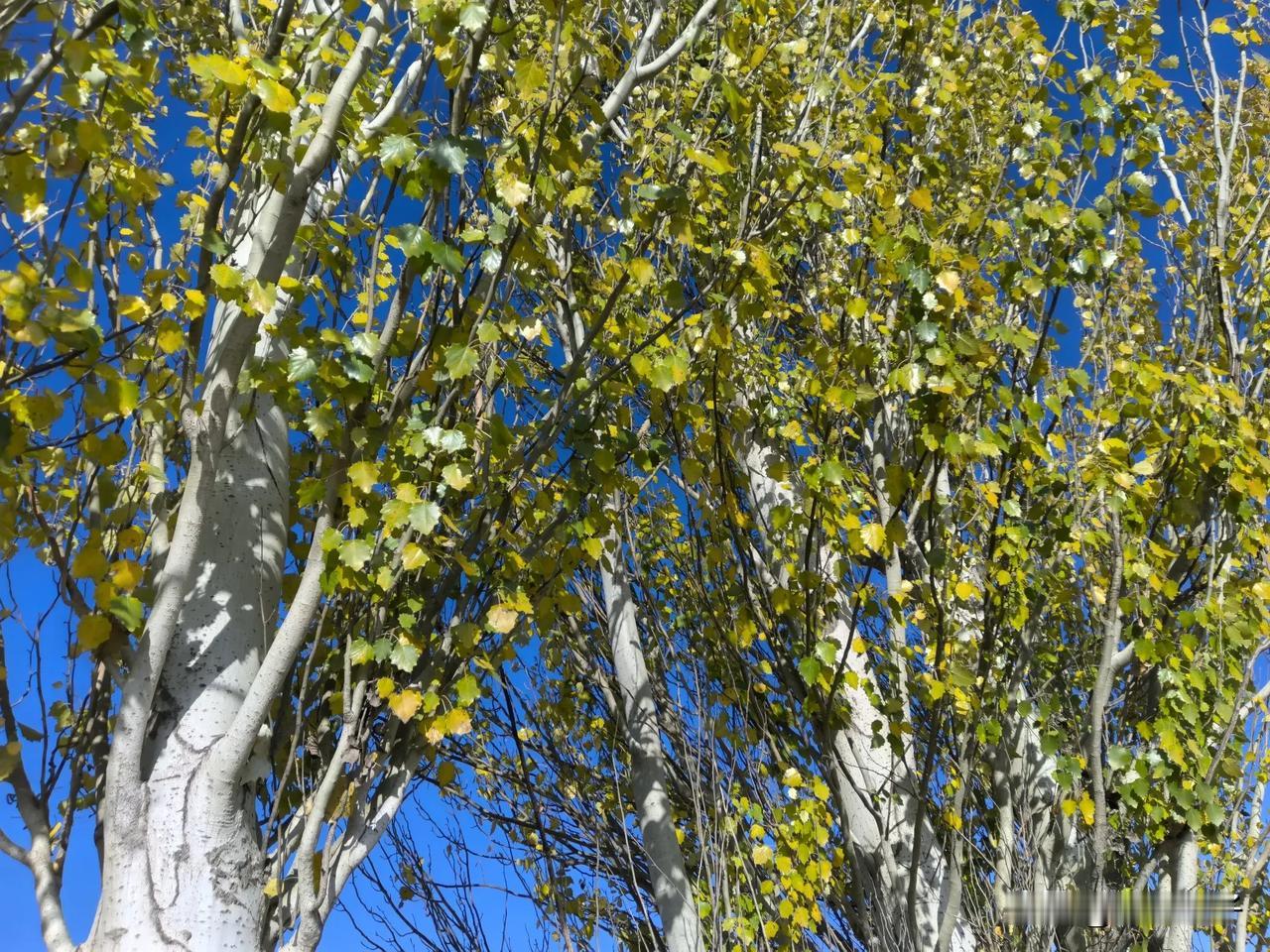 谁没有青葱的样子

岩画怎么藏匿
三千年的青春
被渴望的孩童
在目光里牵走

于