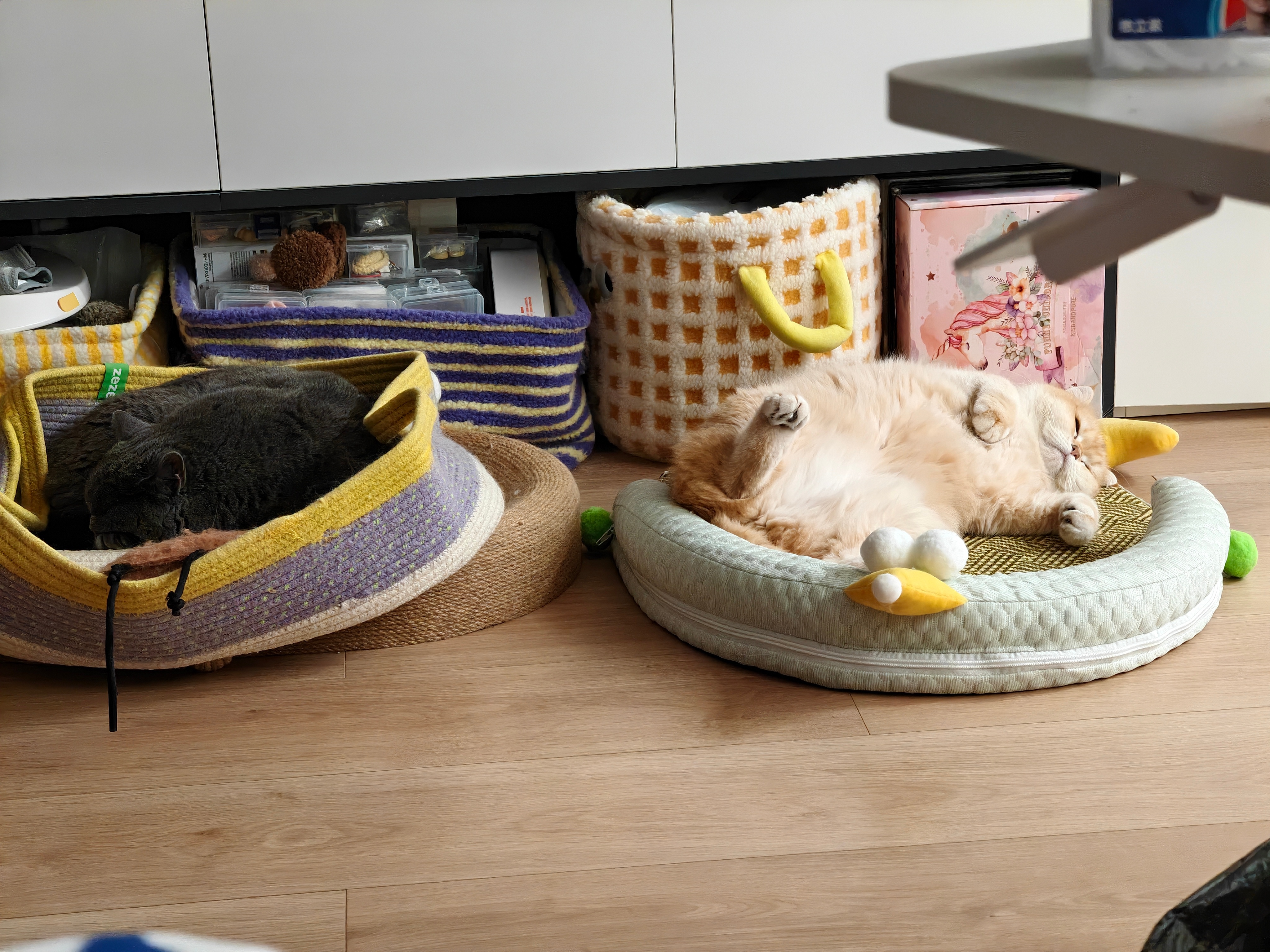 我们全家对地震好像真的不太敏感。。。小猫状态如下： 