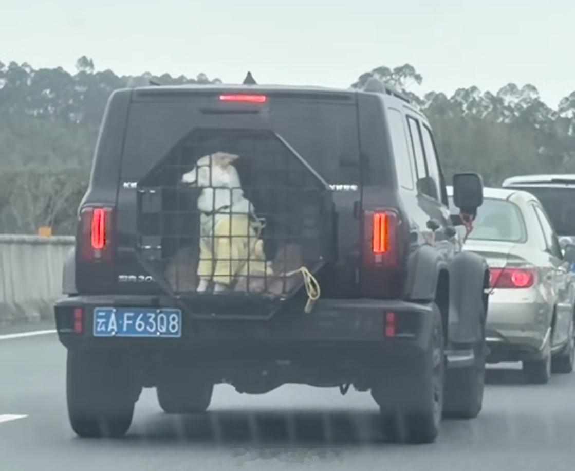 聪明的车主把后挂备胎改造成狗笼 