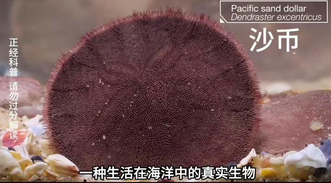 🦈图还是可爱了像这种生物挺好了，他们给我的感觉就是这样，都是笑话～ 