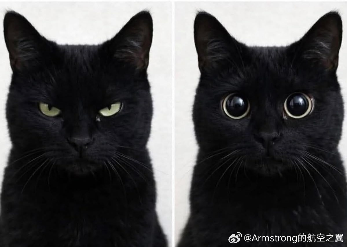 猫咪最诡异的一点是，杀手模式不是第一张照片，而是第二张 