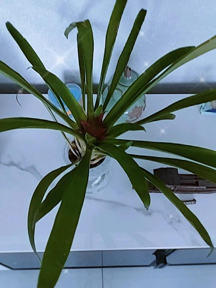 一直也没养住开花的，所以老公就买了一个开花的花，这个花期还够长的，也挺漂亮的。