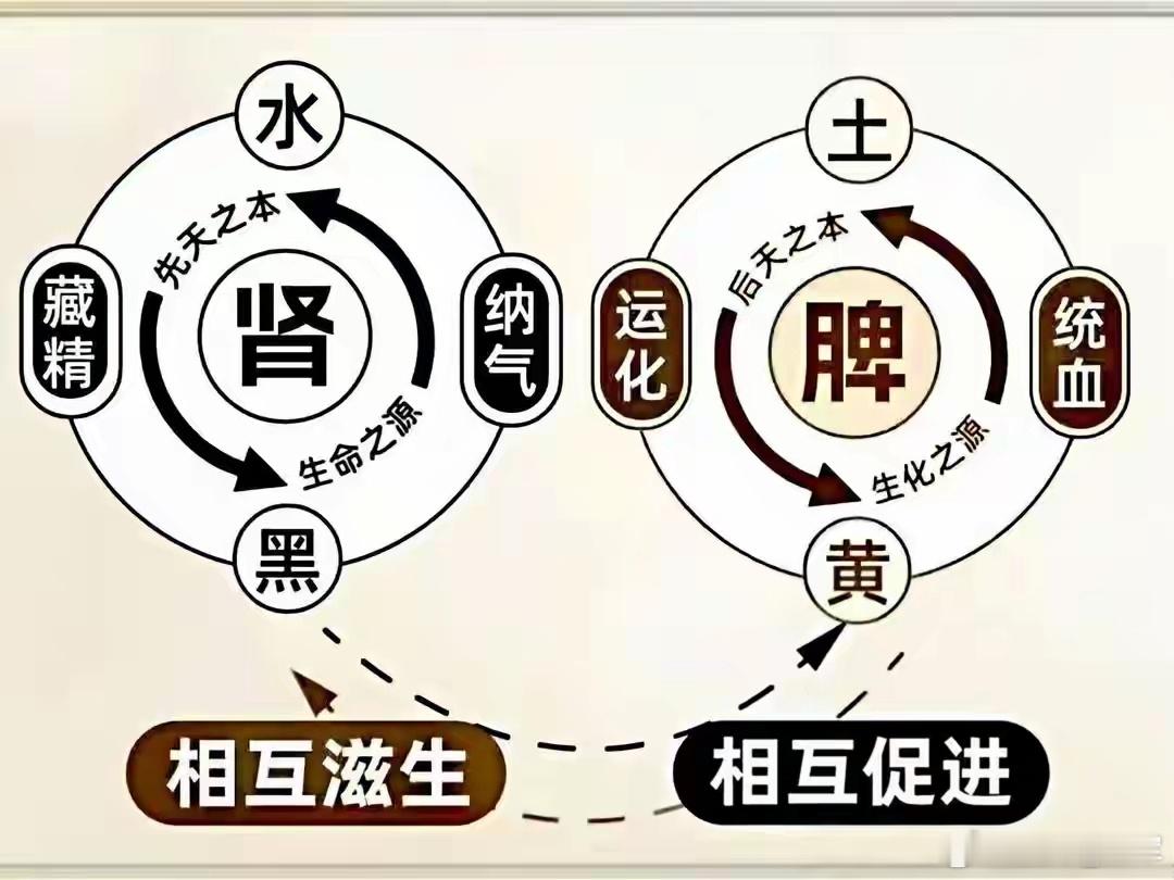 脾虚先补肾、再健脾｜临床深层思辨历代医家皆言：脾为后天，肾为先天；补脾土以养先天
