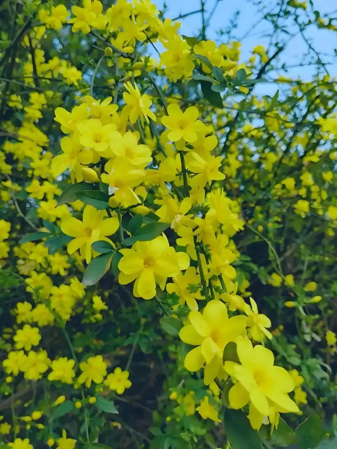 二月初春花儿飘，花开初醒春意暖～ 