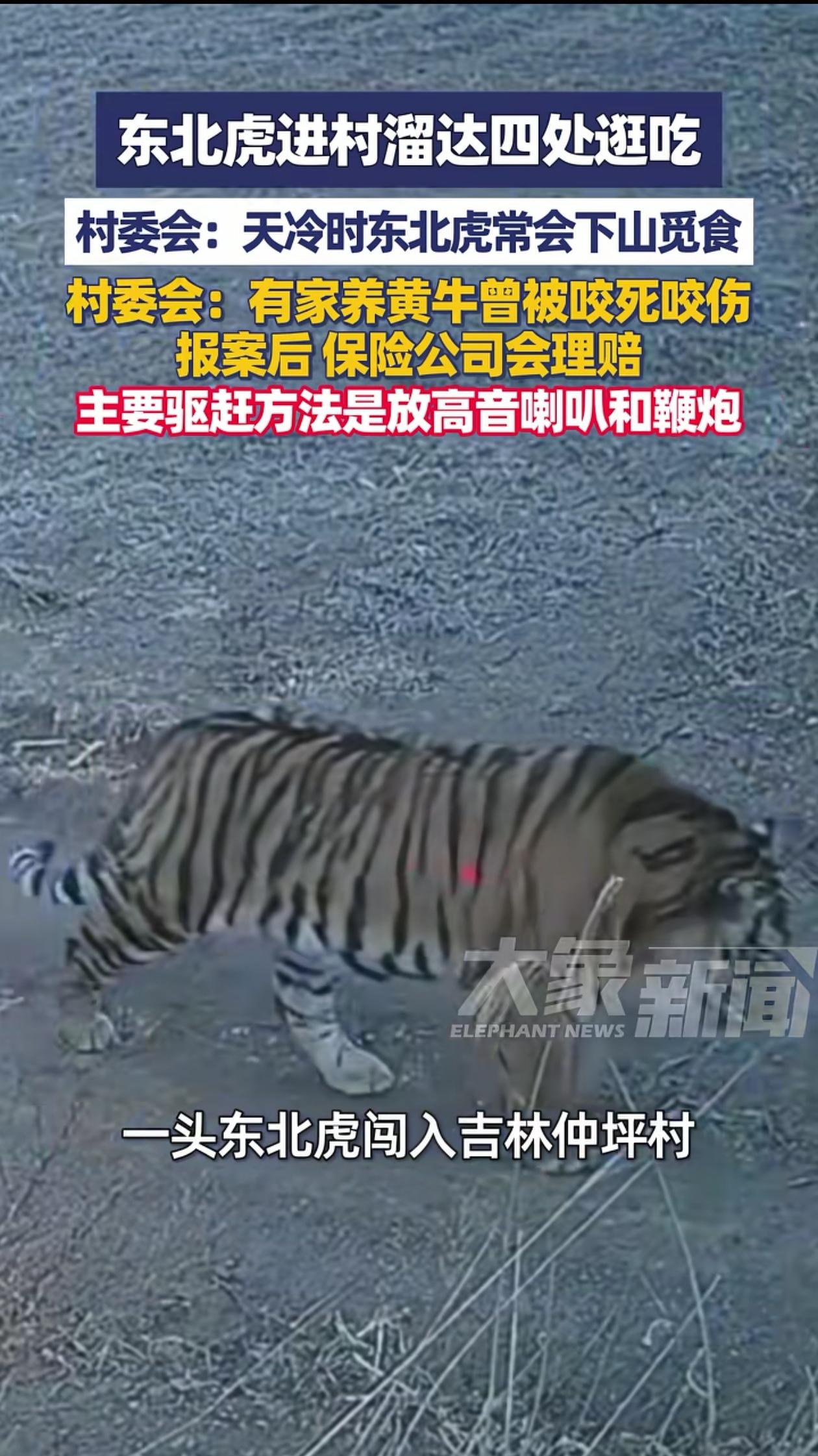 “太吓人了！”吉林仲坪，男子在村口发现奇怪的动物脚印，回家一看监控，竟然是一只东