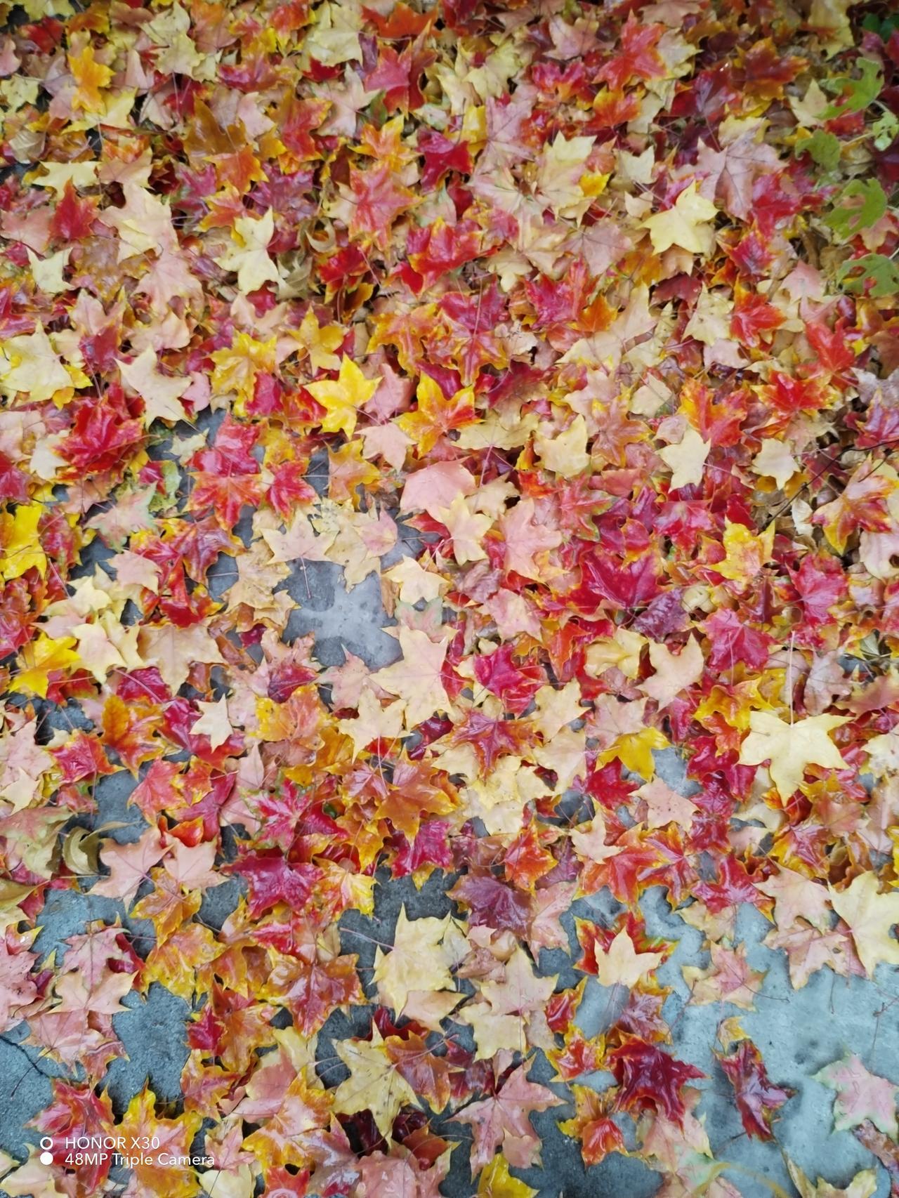 一张图证明秋天来了秋风扫落叶