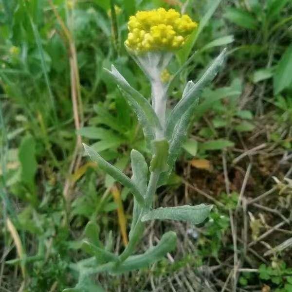 【大理白族自治州·水利】冬月黄花忆旧年
            （张树忠）
  
