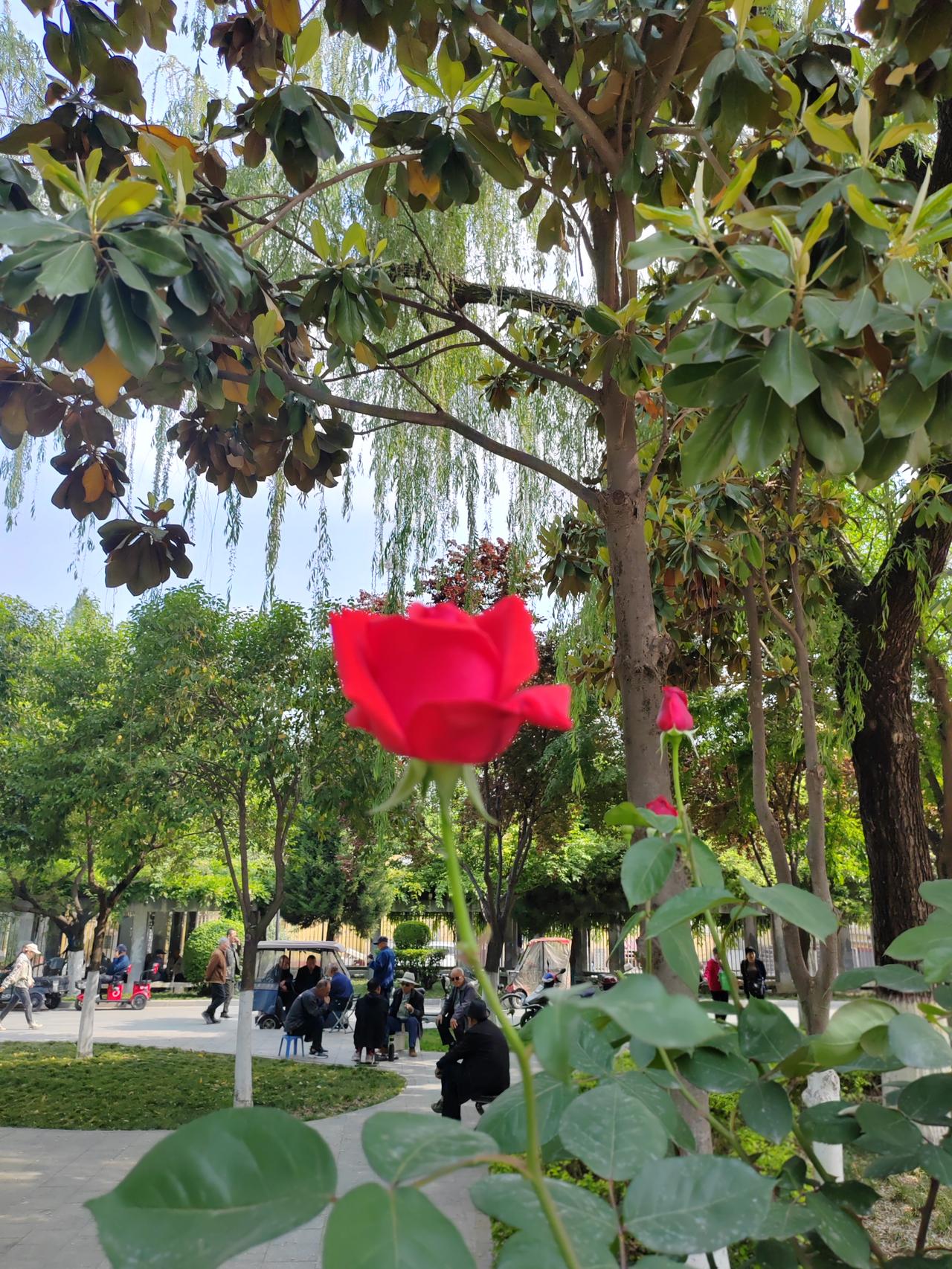 分享一下拍的花朵每天都要去公园晨练，看见了盛开的玫瑰花拍下来了。