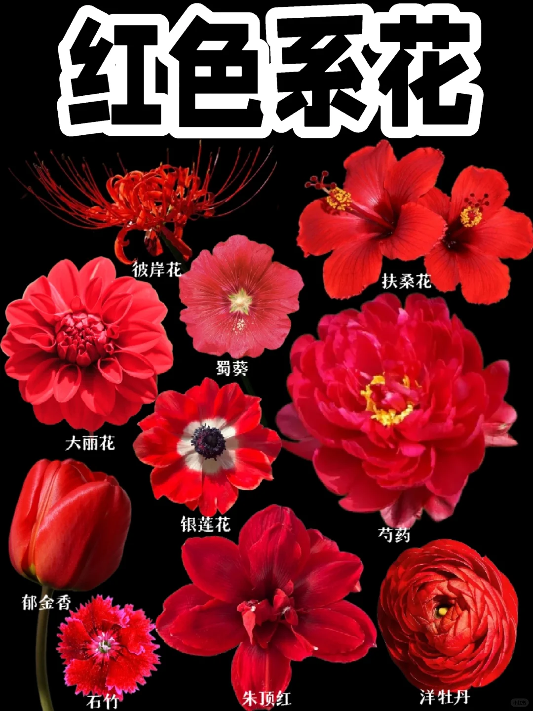 【红色系花】最爱的中国红
