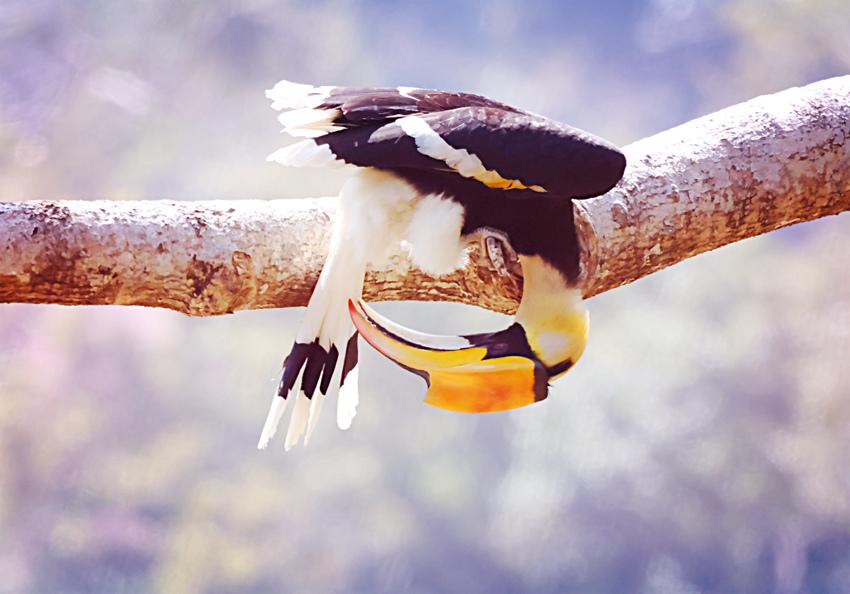 2年前拍到的大嘴雀！
       它的学名为双角犀鸟。系国家一级保护动物。国内