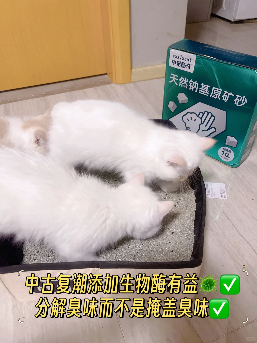 新手养猫跟我学不走弯路