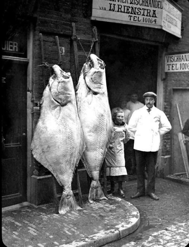 【来自投稿】1913年 荷兰阿姆斯特丹市中心一家海产品及鱼类专卖店，门口挂着两条