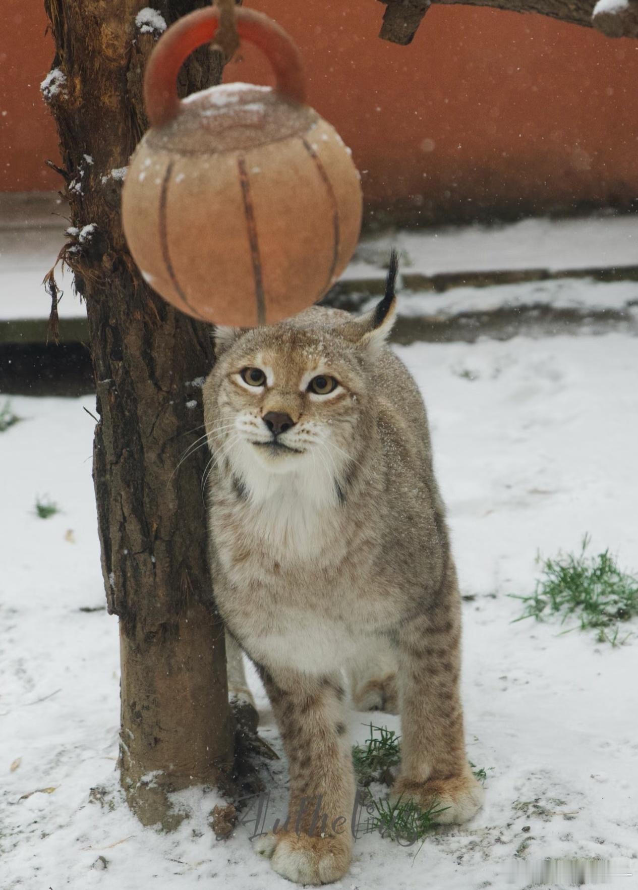 西宁野生动物园的花园宝宝，超绅士的猞猁