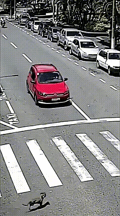 骑车不看路，你想干嘛！
这摩托车手也太疯狂了，斑马线旁汽车都乖乖刹车等行人，他倒