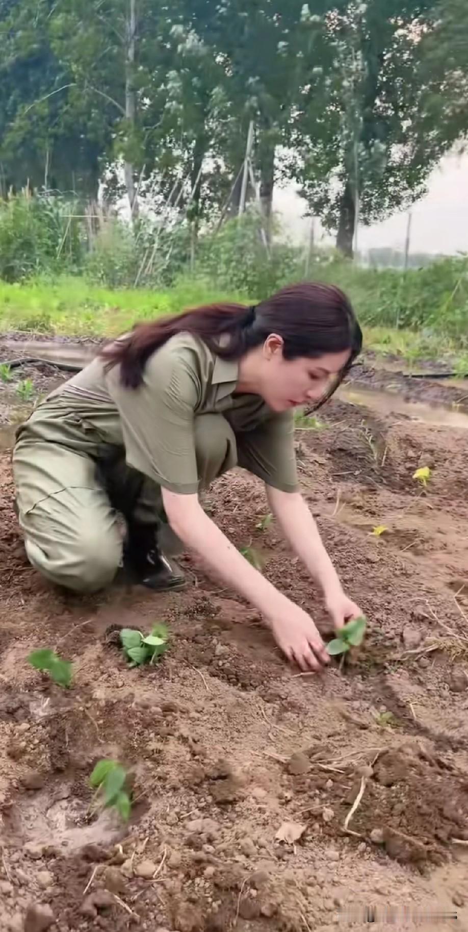 真没料到曾黎如此接地气！
先前还以为她是仙气四溢的女神，
转眼间却在菜园里熟练种