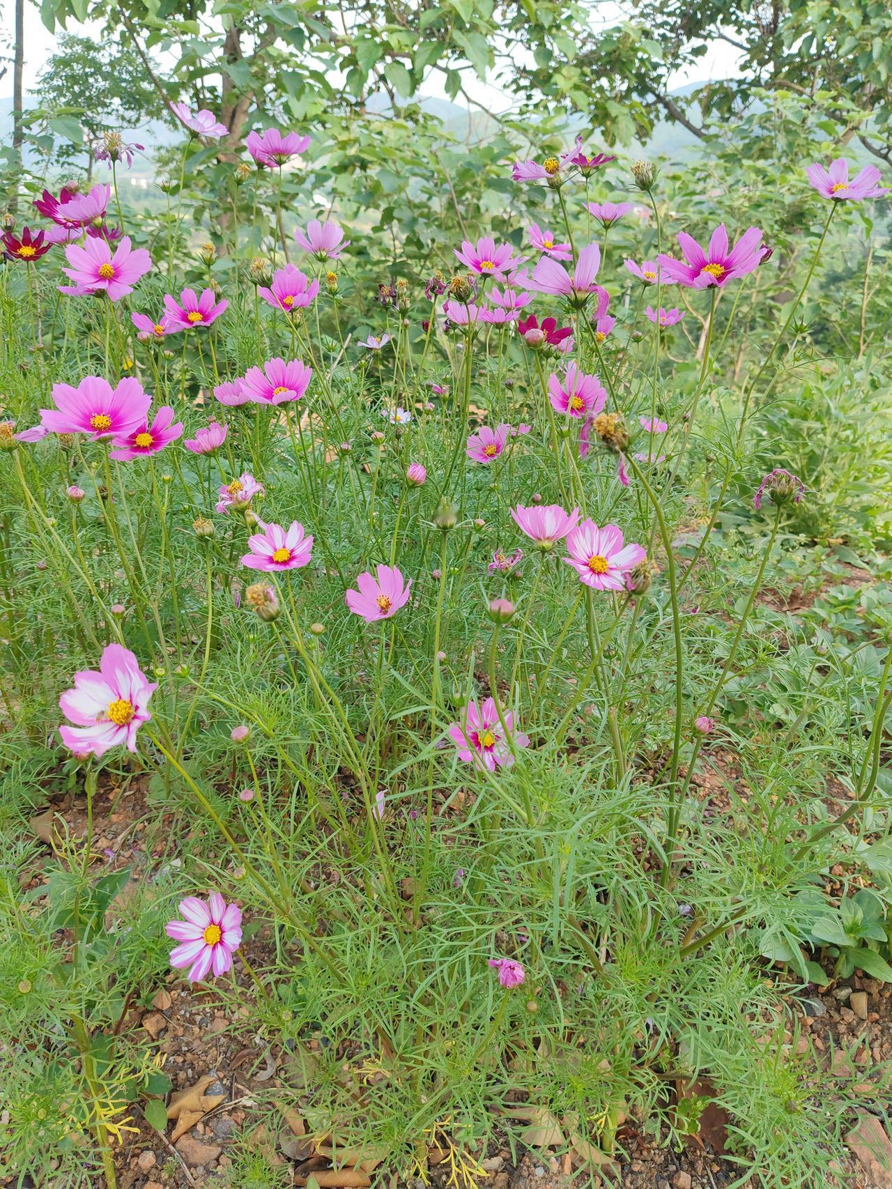 你看这满山的格桑花，看着弱不禁风，却在荒坡野地开得漫山遍野！风里雨里照样扎根，没