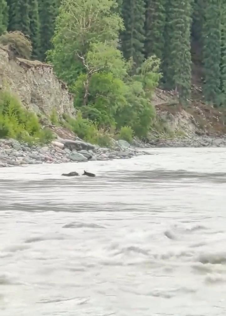 这么想死了吗？还往里跑，坏了，这马完蛋了。通跑了，通塔了，看能不能起得来。过河对