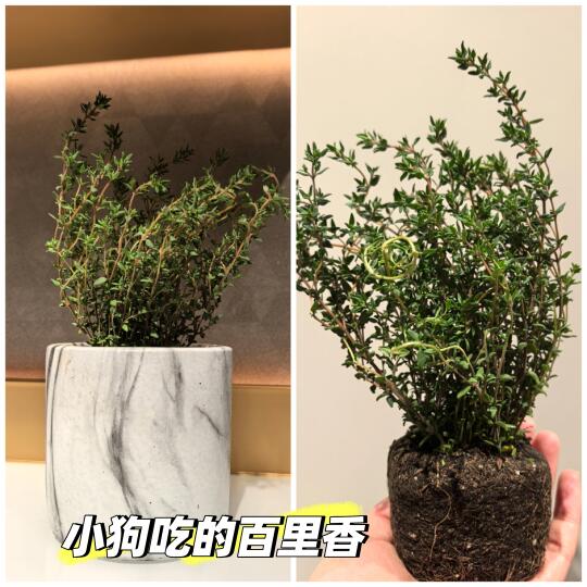 种了一点小狗能吃的百里香😆希望能活