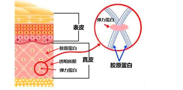 #人为什么要不断补充蛋白质##了不起的变美新科技#胶原蛋白需要一直吃吗？📝胶原