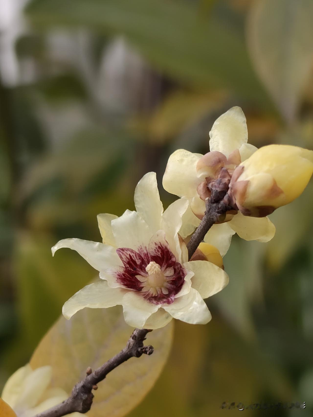有没有腊梅花的照片发表