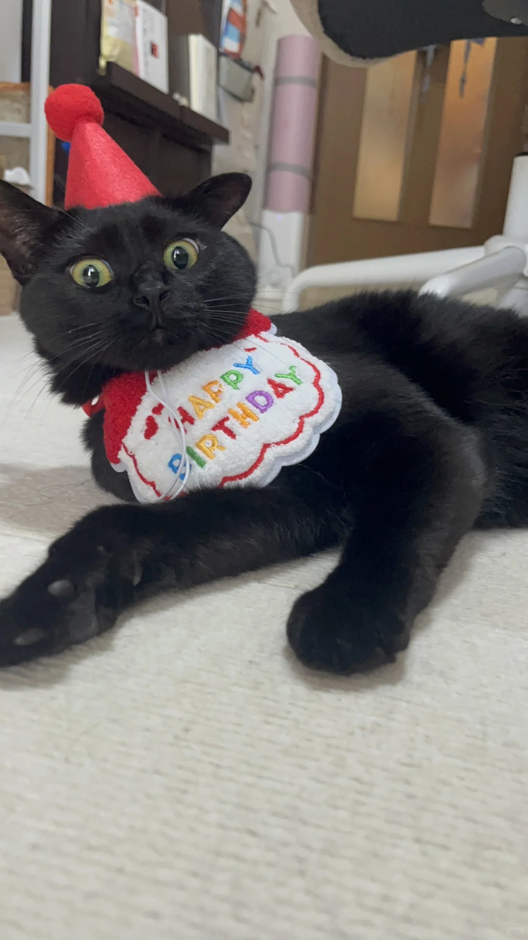 🎂爱猫两岁捏🎉