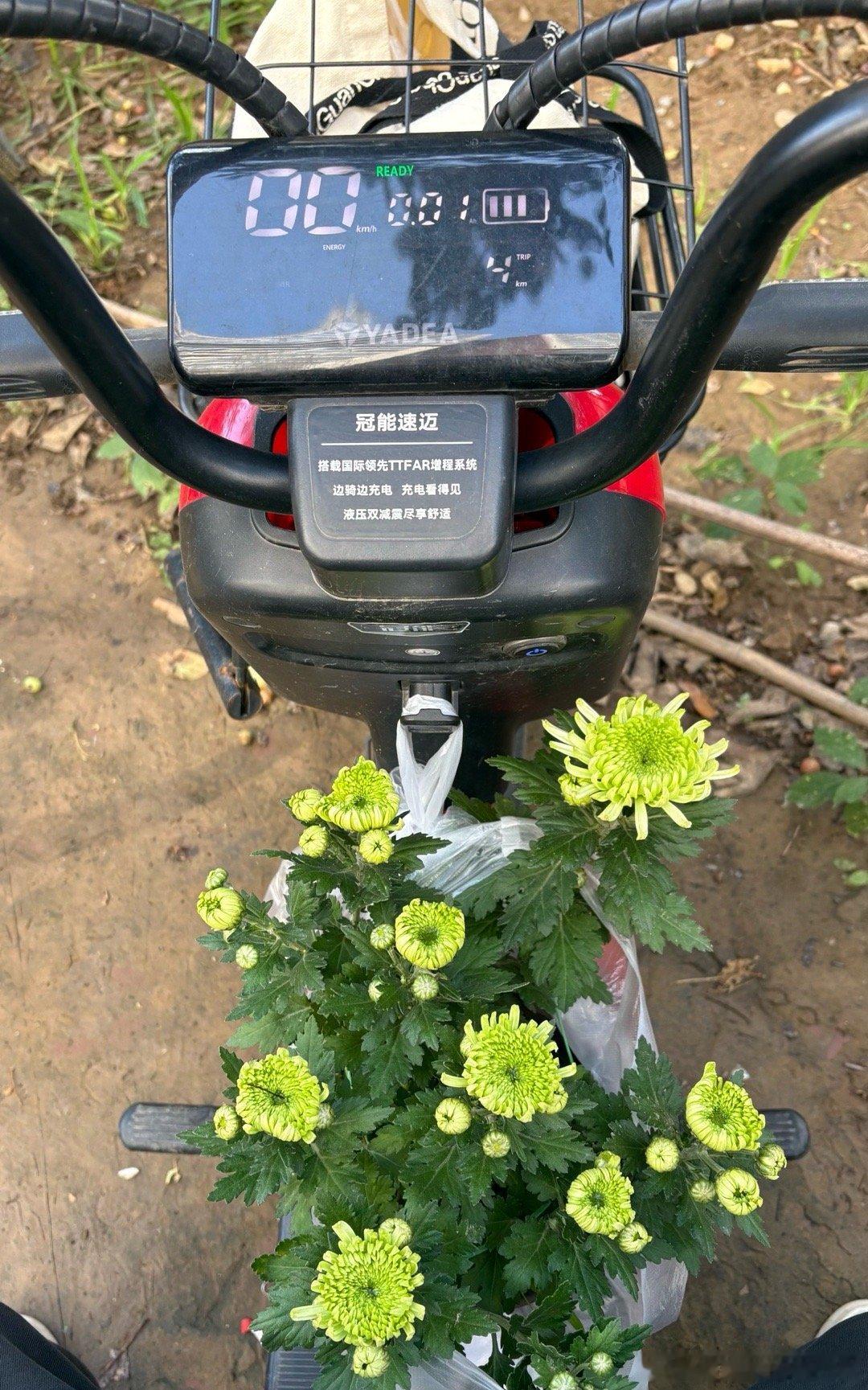 早上去菜市场时看到花店上新了，尤其喜欢绿菊花，我花15块钱搞了一盆！ 图2是我春