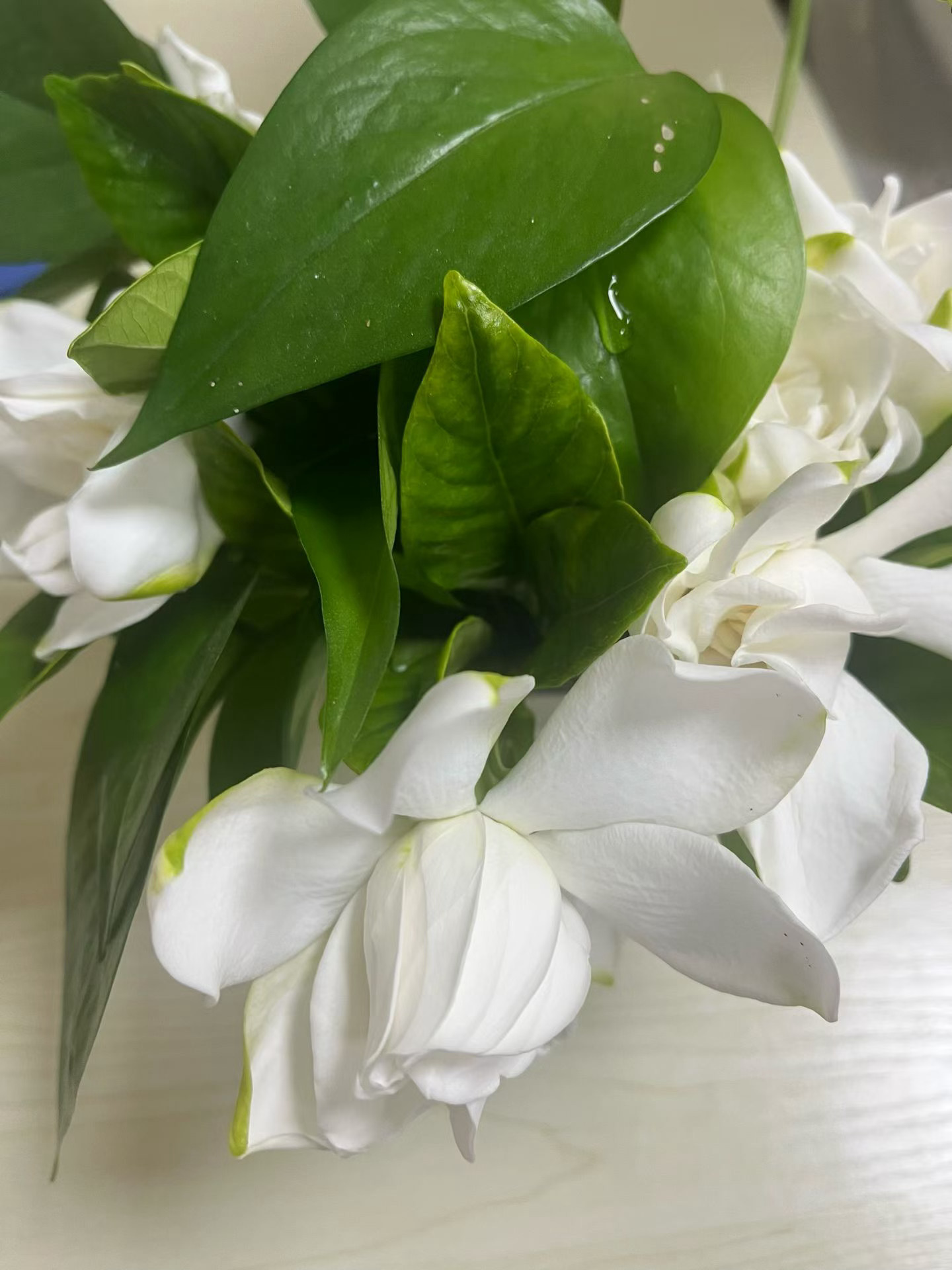 谁能阻挡这个香味花开毕业季 