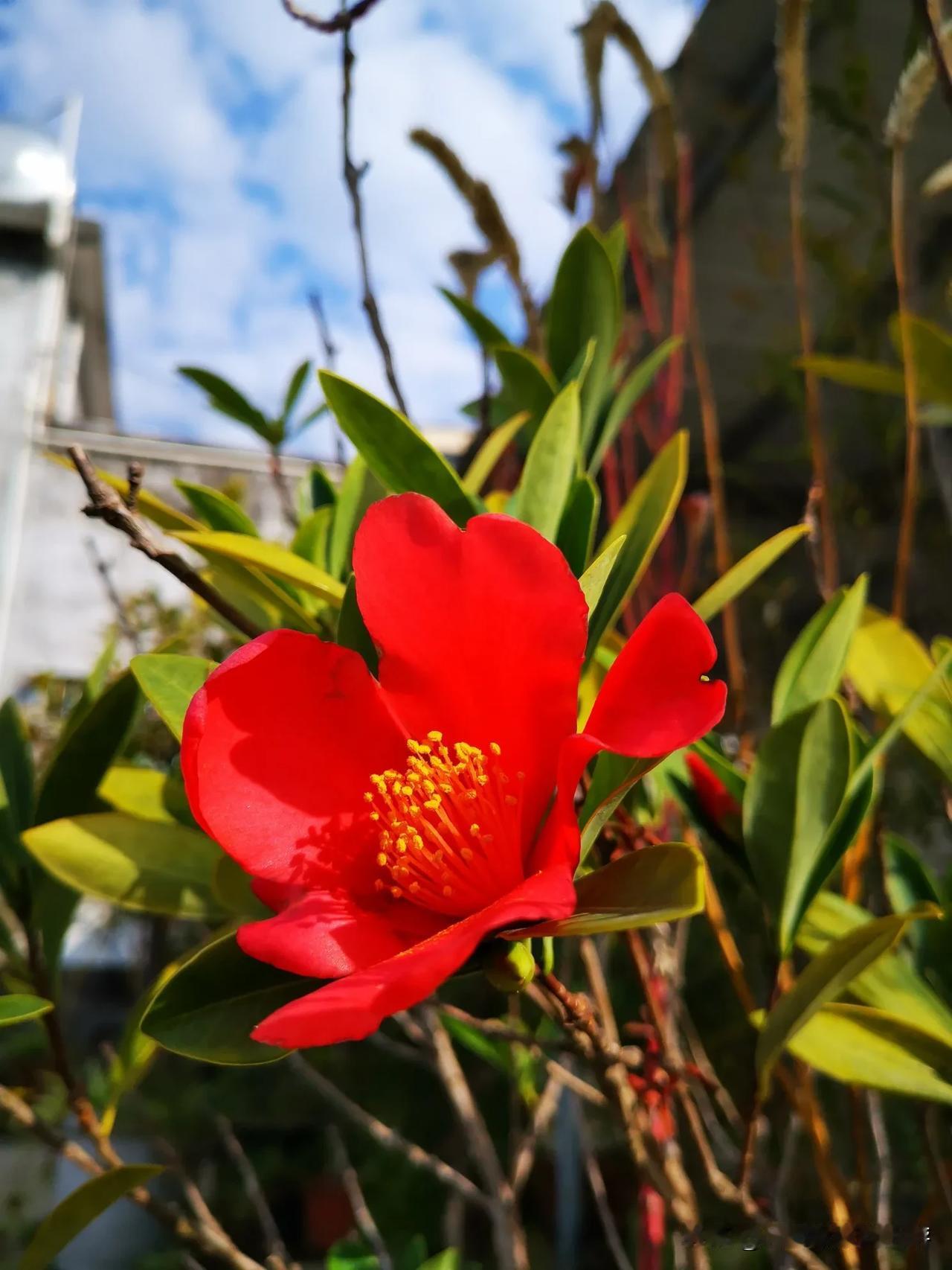 茶花